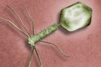 New Phage Resistance