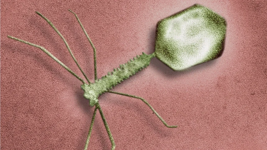 New Phage Resistance